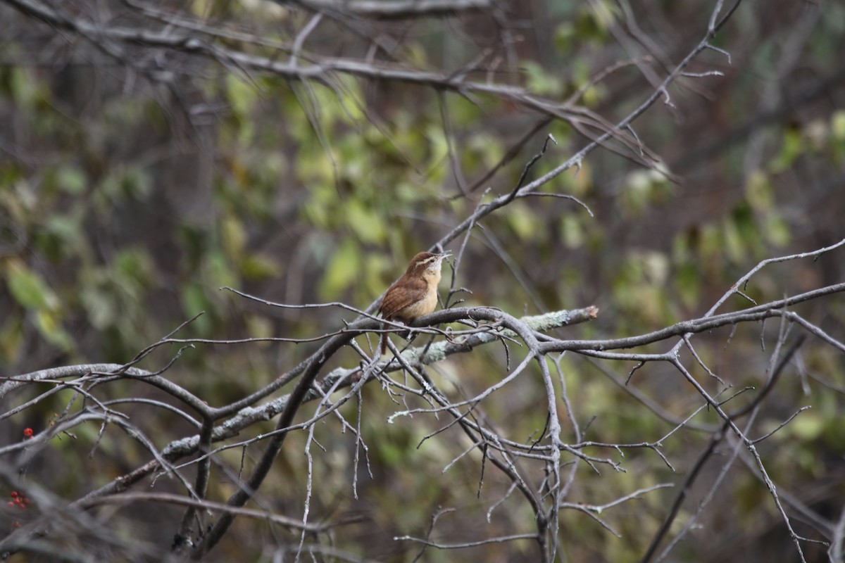 Carolina Wren - ML124622971