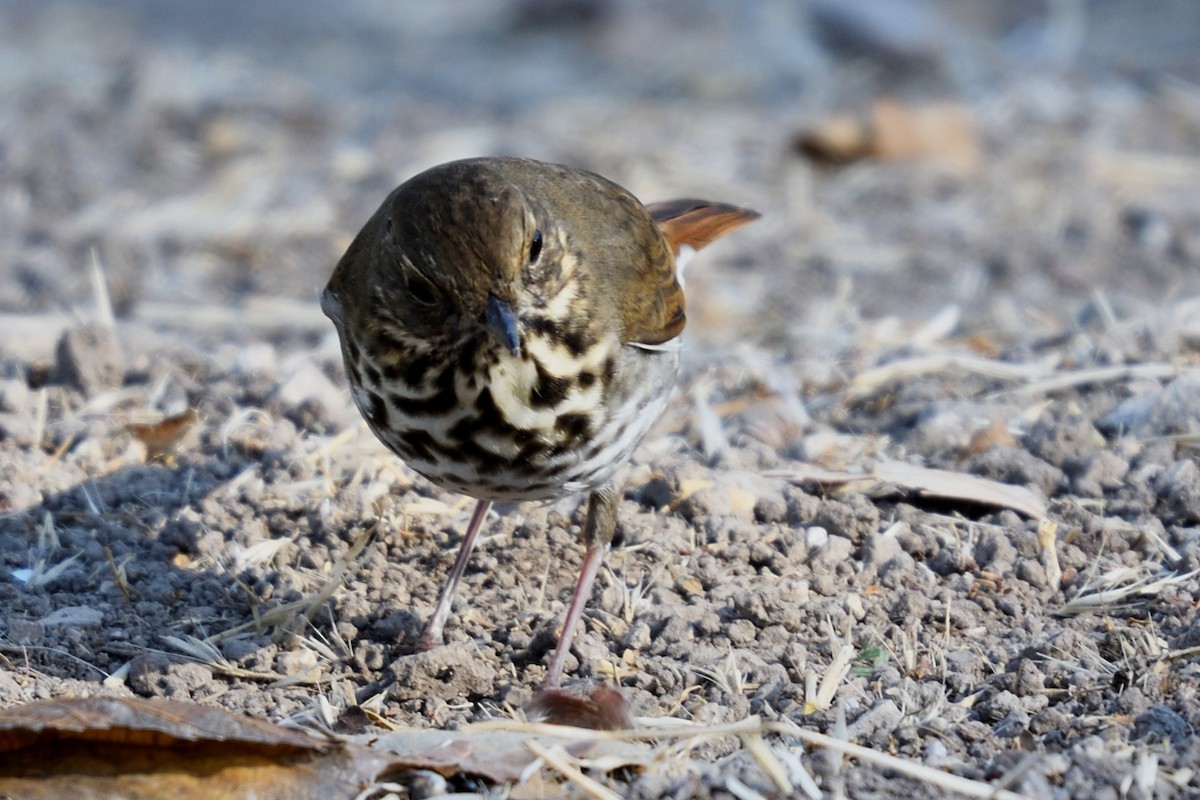 Hermit Thrush - ML124626191