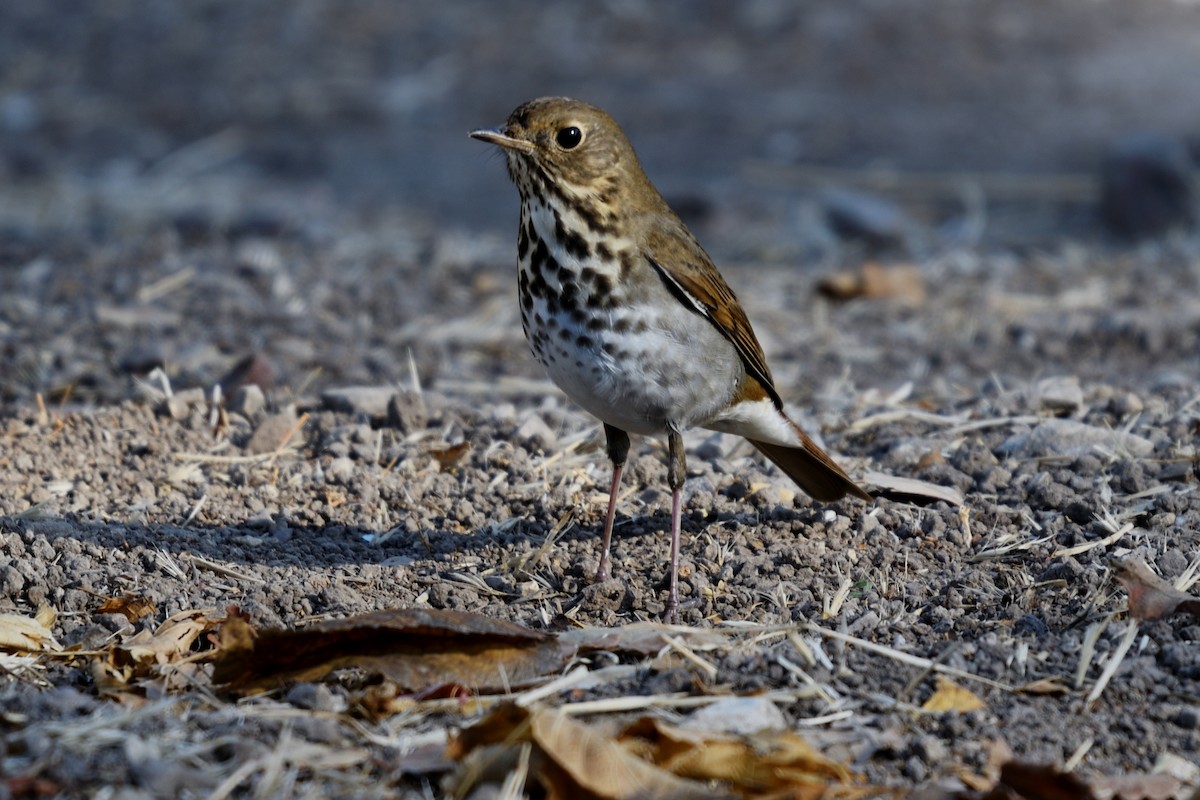 Hermit Thrush - ML124626211