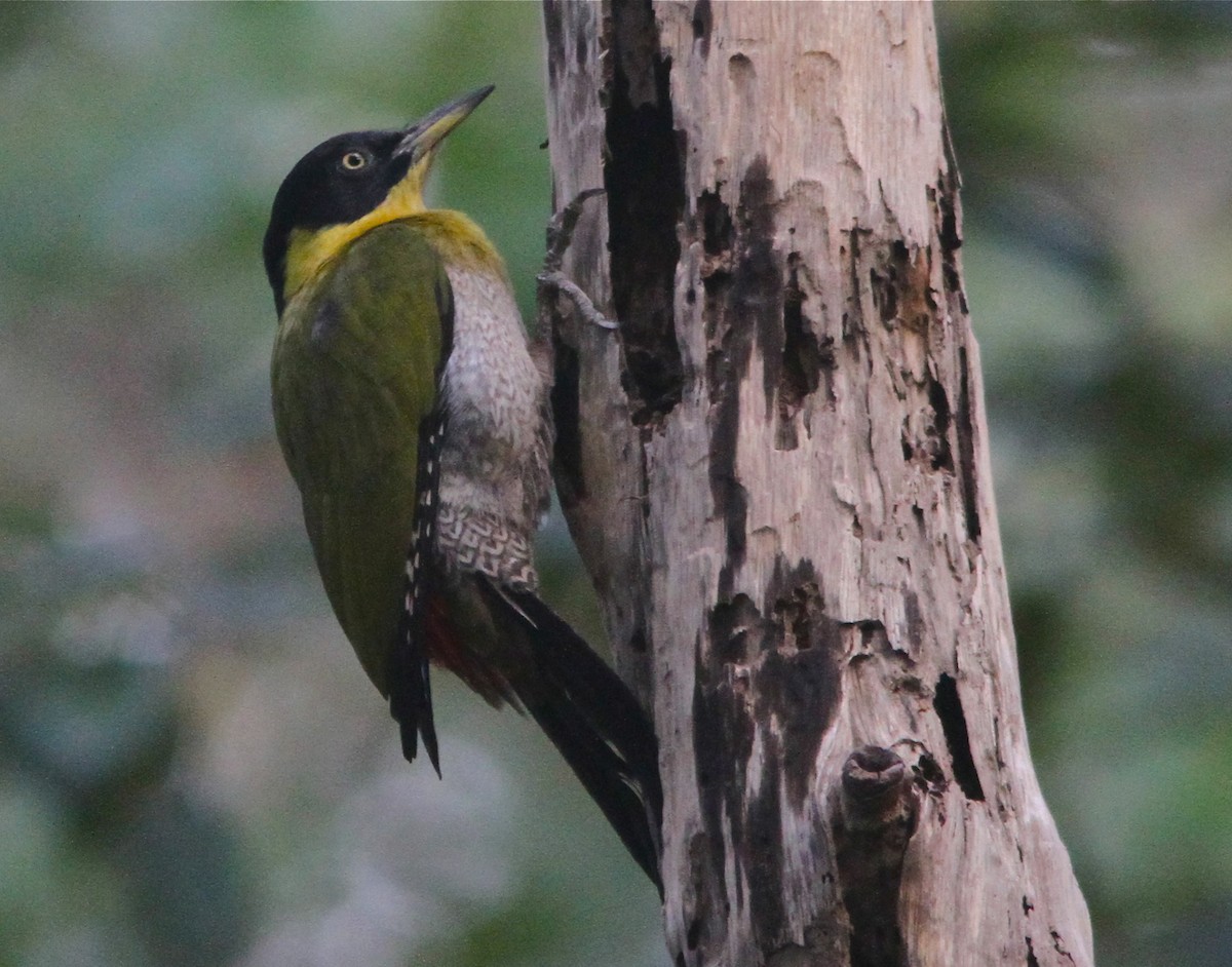 Black-headed Woodpecker - Don Roberson