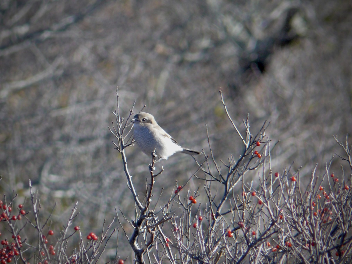 Northern Shrike - Sam Mroz