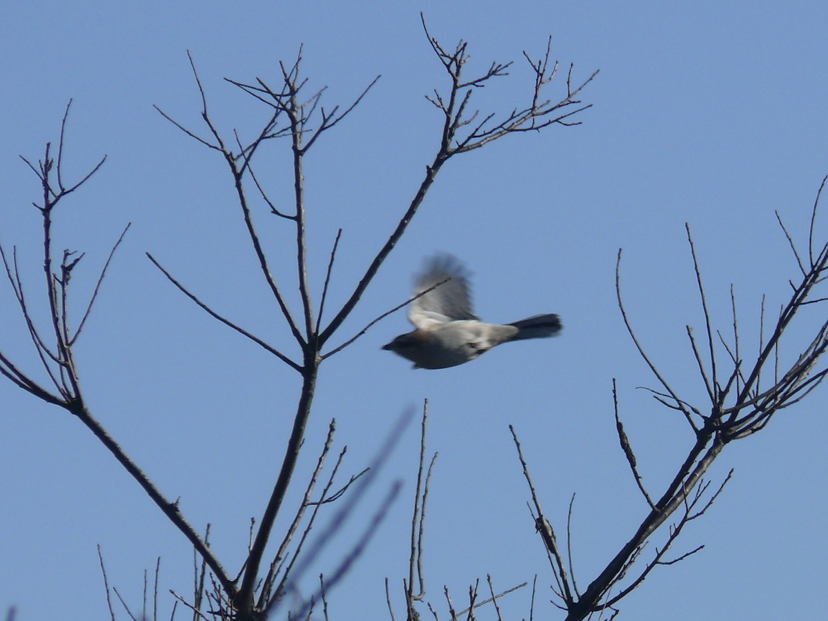 Northern Shrike - ML124627461