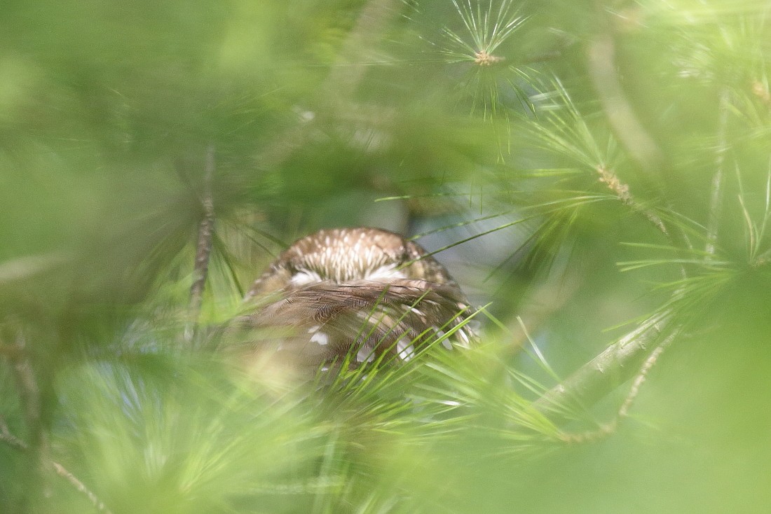 Northern Saw-whet Owl - ML124627761