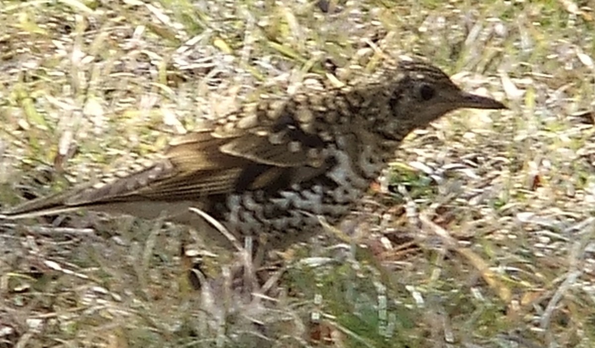 White's Thrush - ML124629501