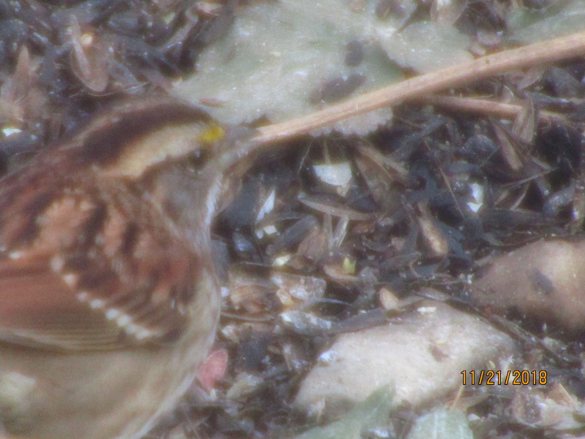 White-throated Sparrow - J Reinhard