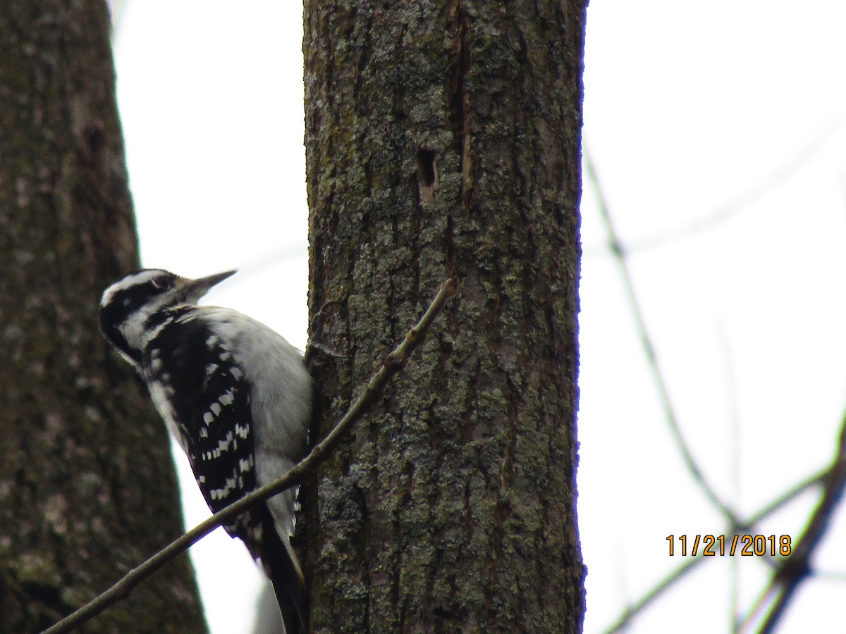Hairy Woodpecker - J Reinhard