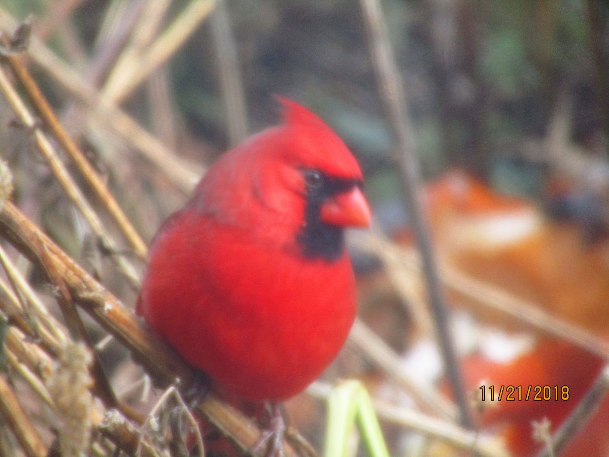 Cardinal rouge - ML124630721