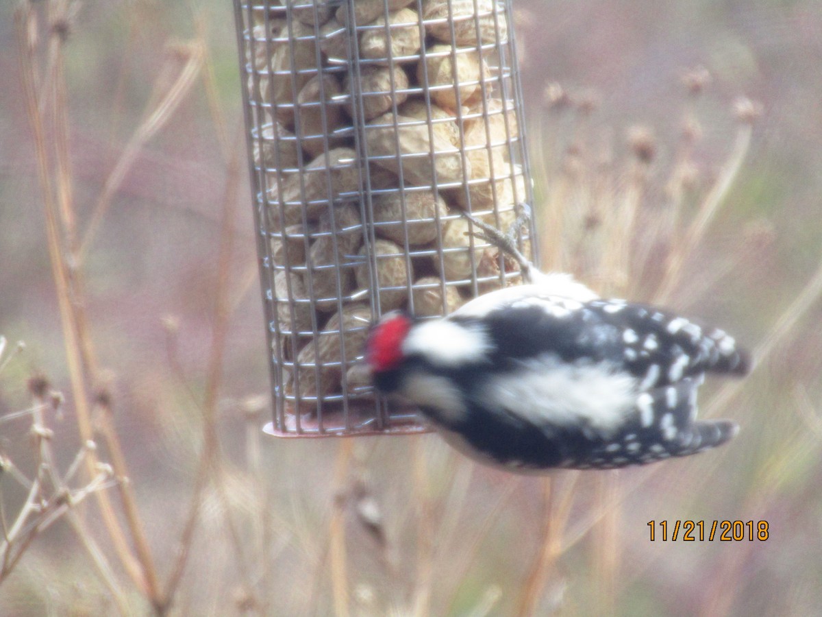 Downy Woodpecker - ML124630841