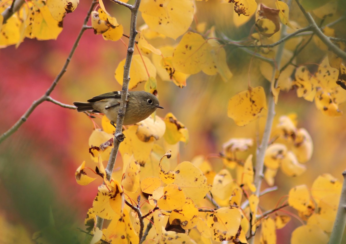 Ruby-crowned Kinglet - Jared Peck