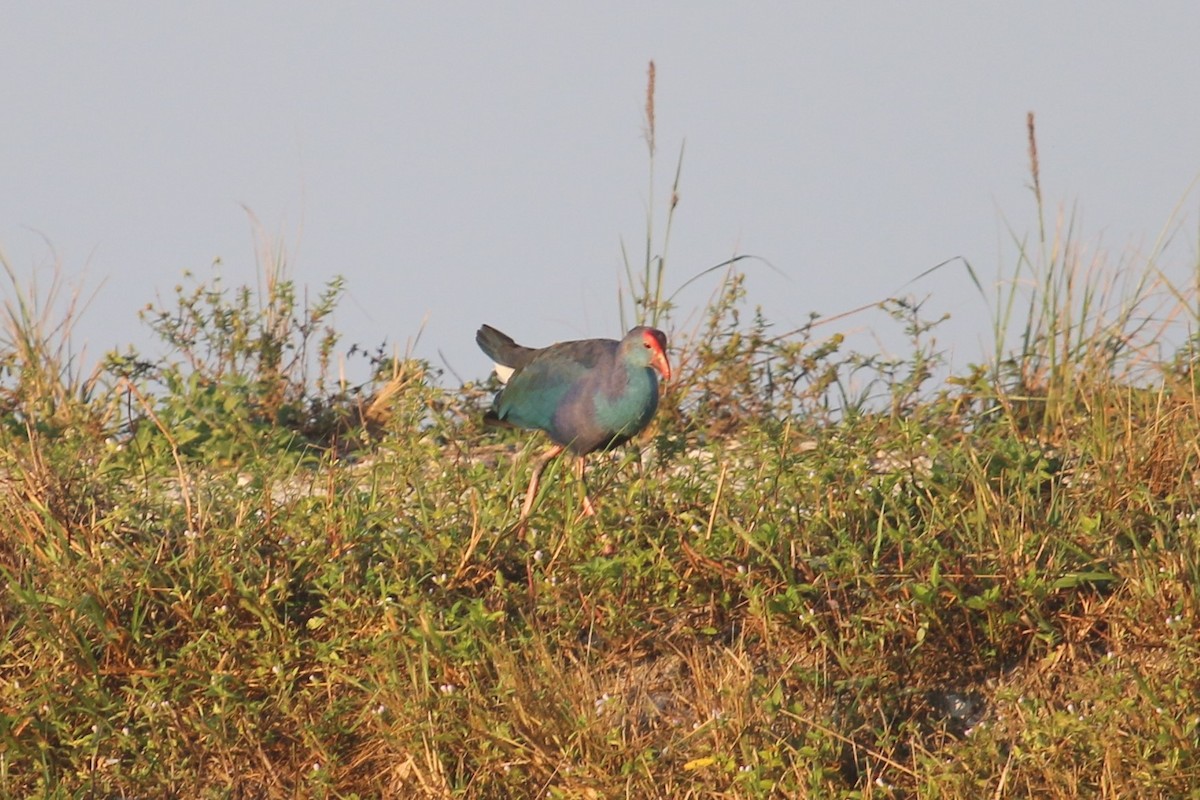 Gray-headed Swamphen - ML124632521