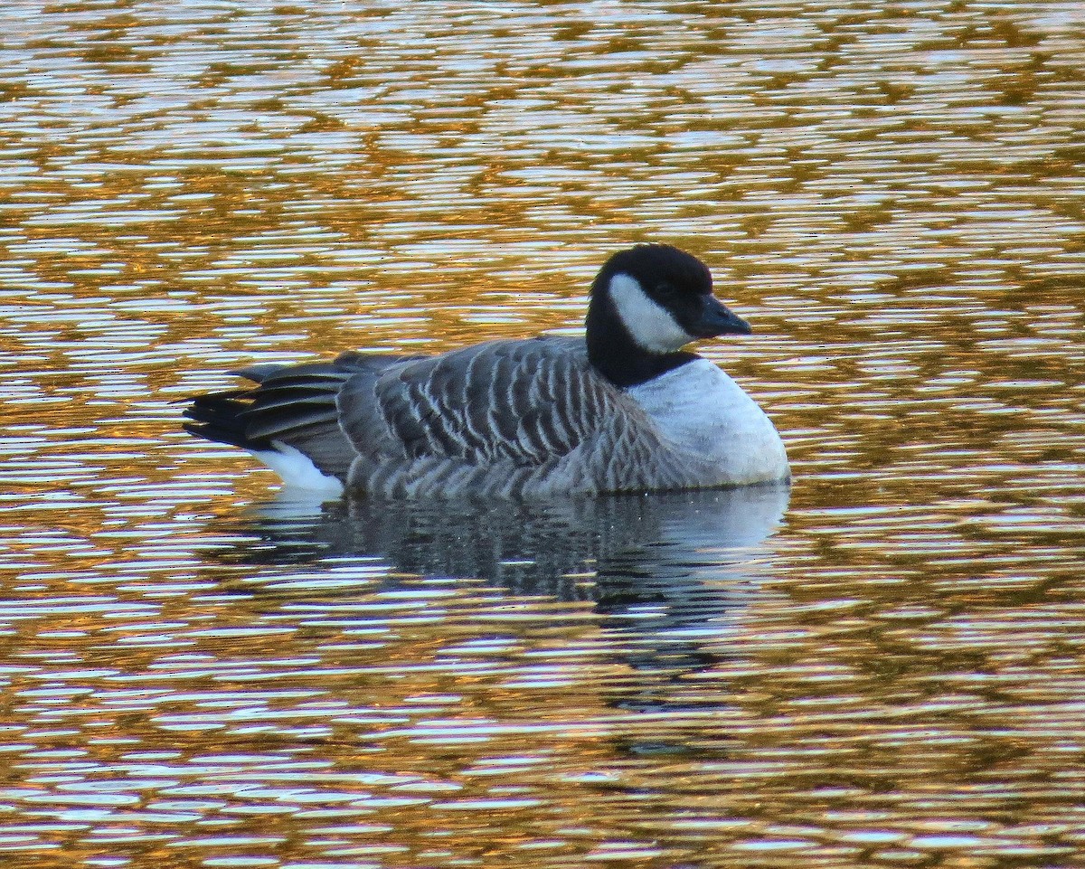 Cackling Goose - ML124633181