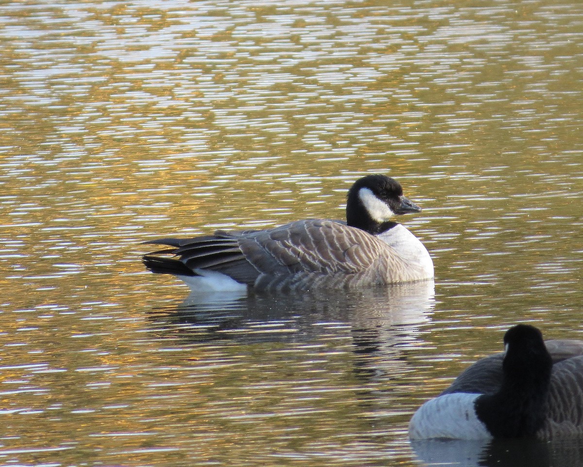 Cackling Goose - ML124633191