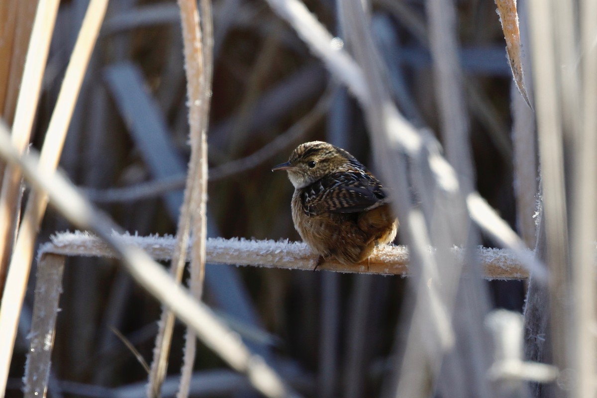 Sedge Wren - ML124634571