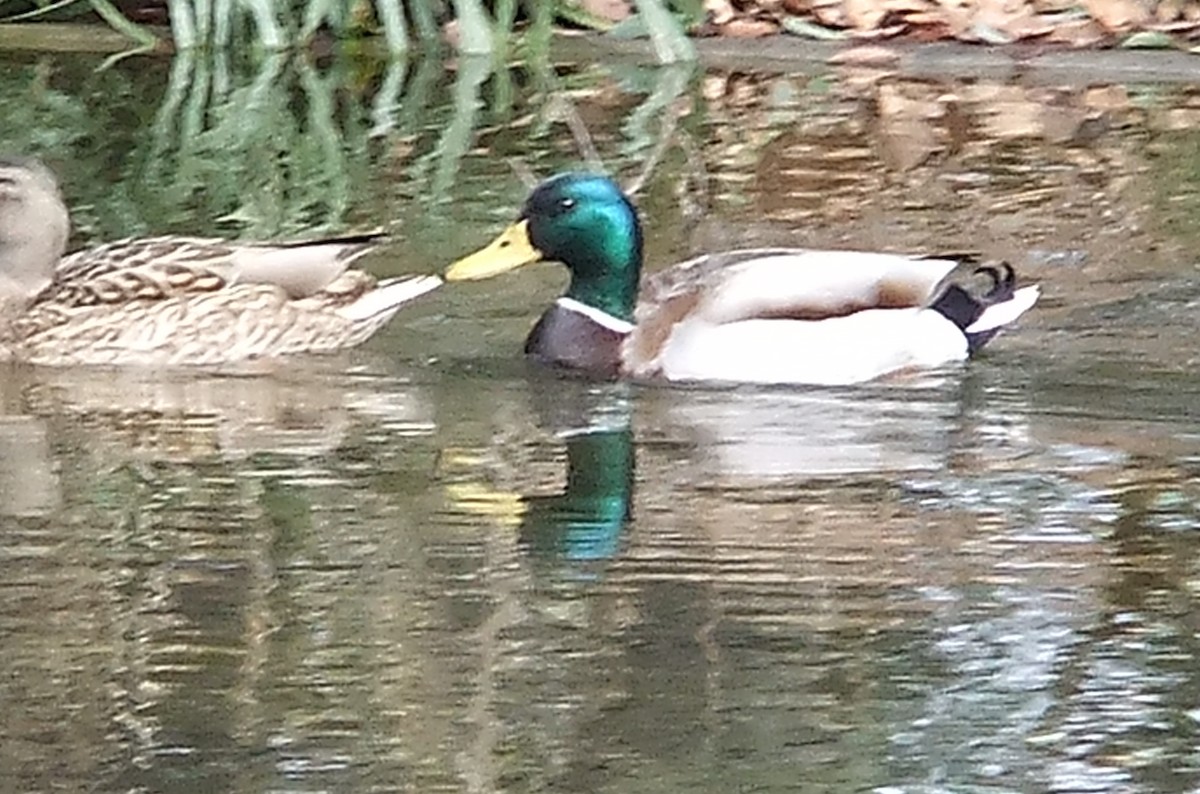 Canard colvert - ML124636471