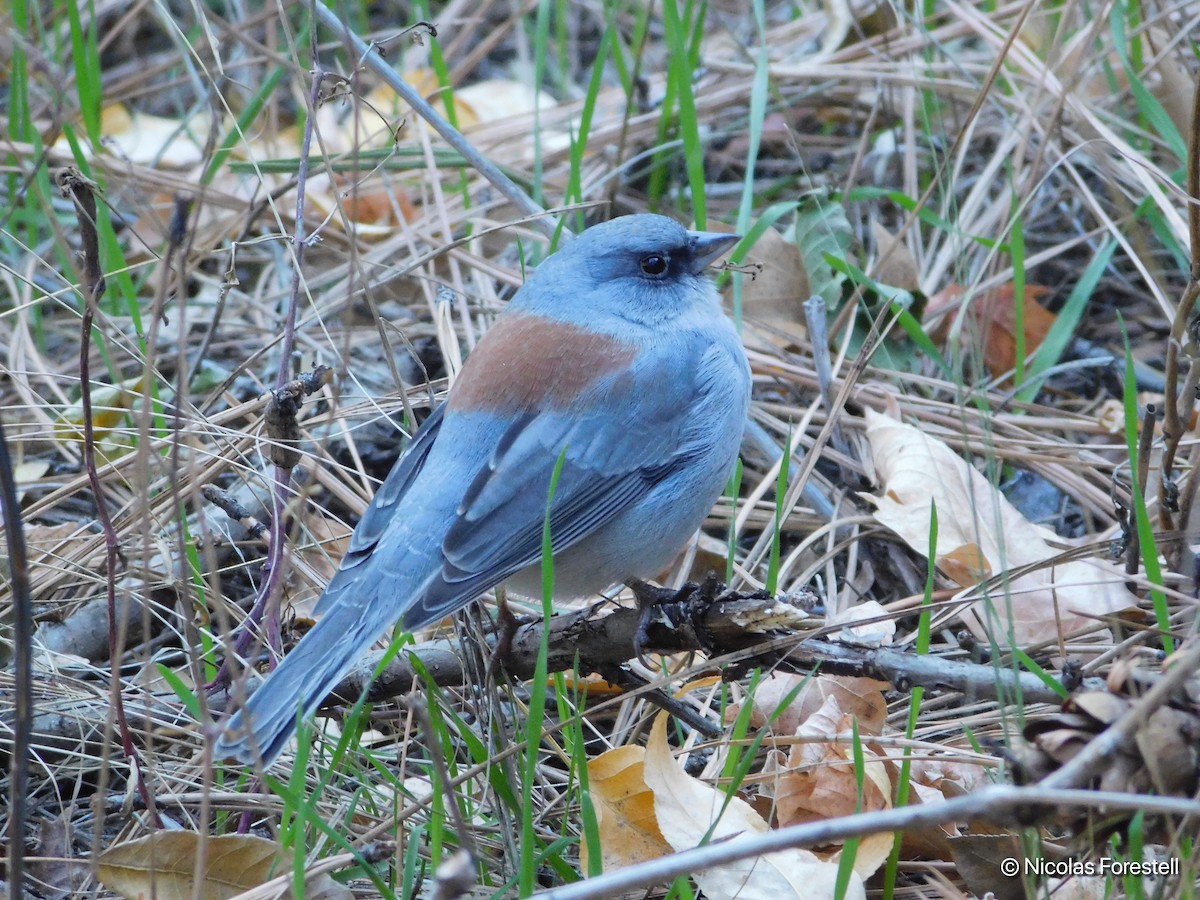 Dark-eyed Junco (Red-backed) - Nicolas Forestell