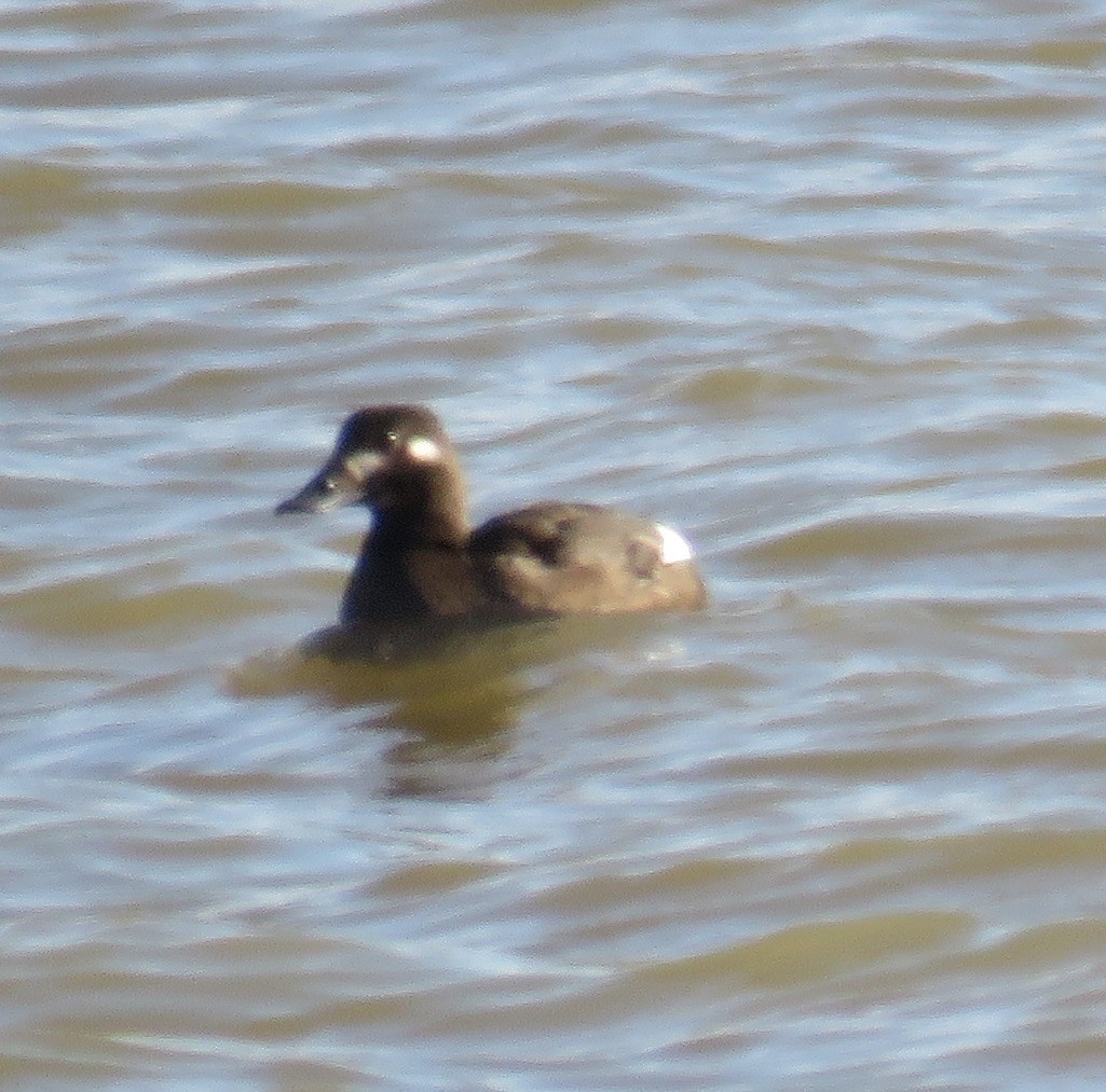 White-winged Scoter - ML124638091