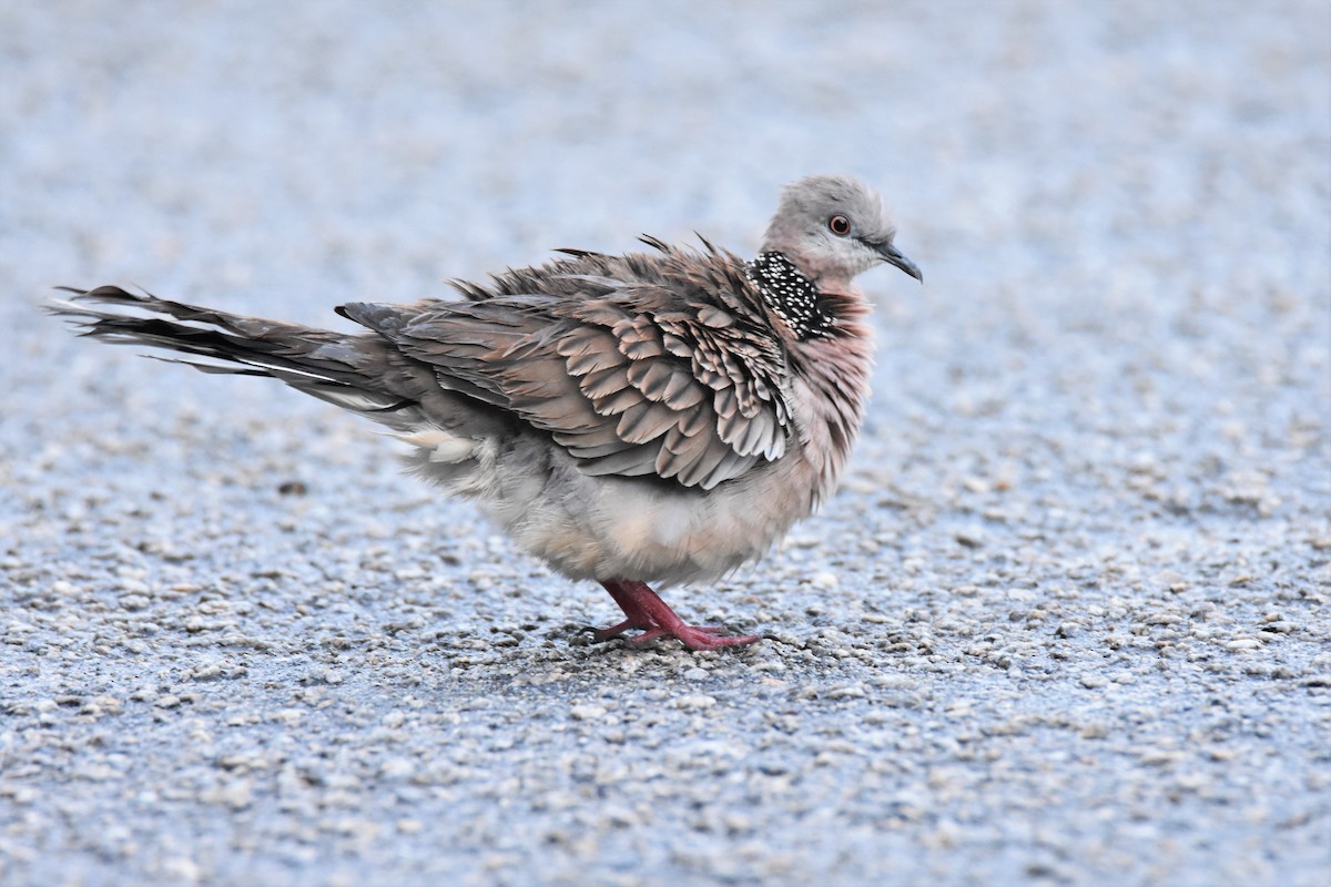Spotted Dove - ML124638491