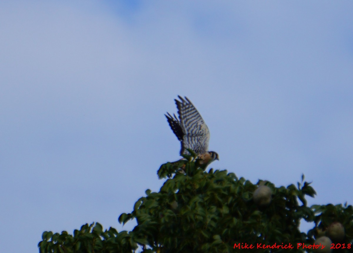 American Kestrel - ML124638591