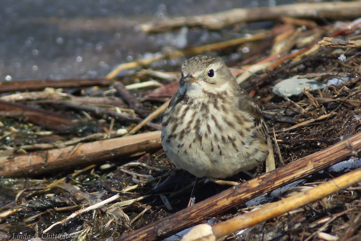 American Pipit - Linda Chittum