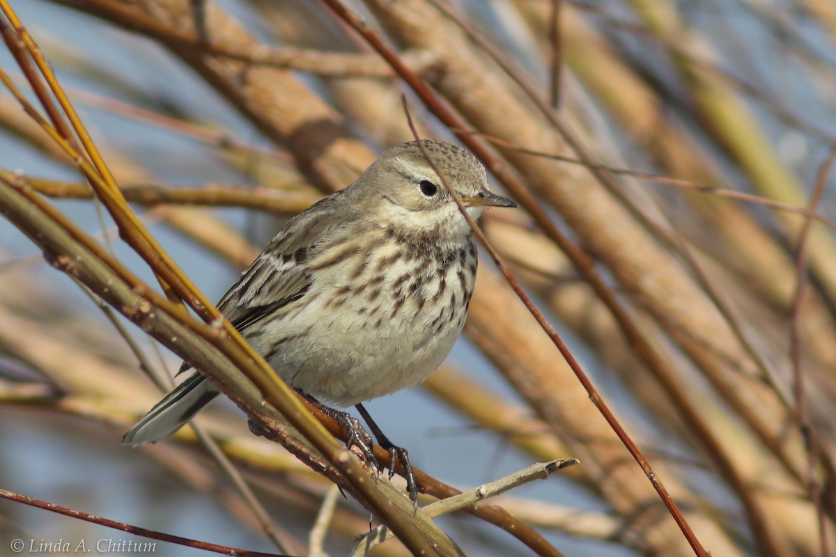 American Pipit - Linda Chittum