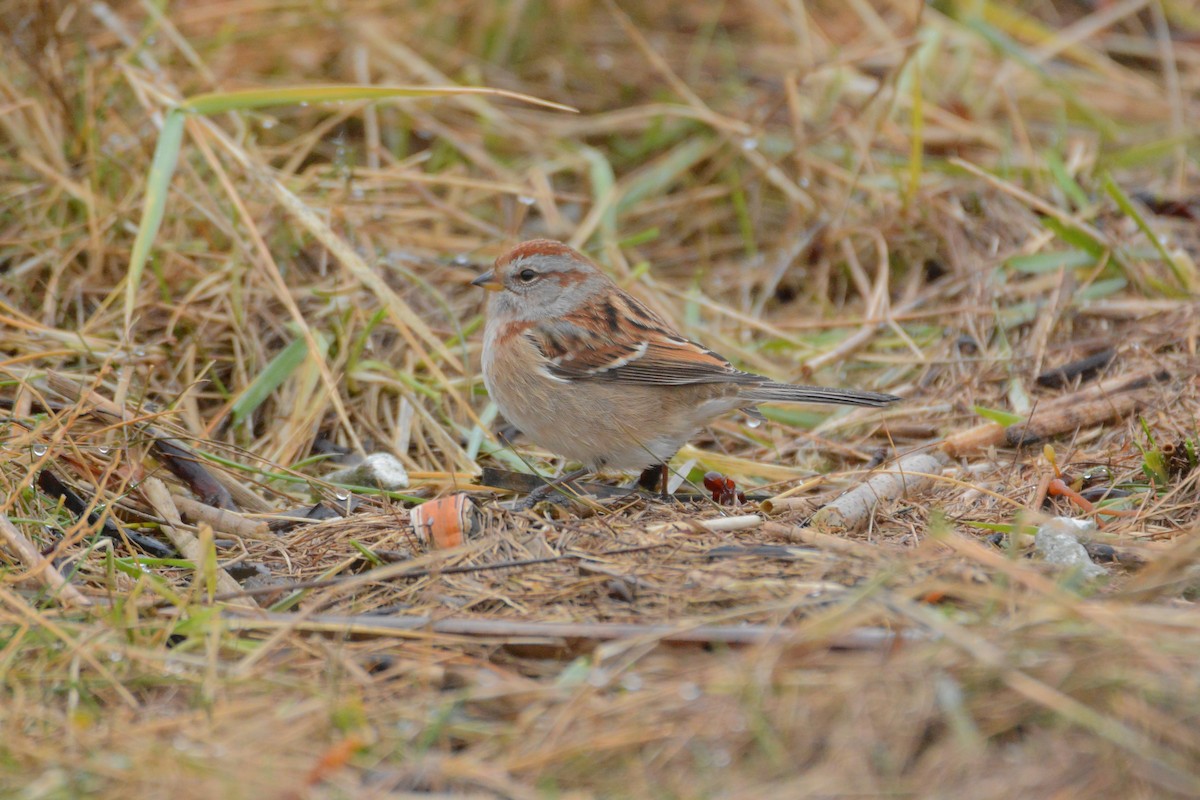 American Tree Sparrow - ML124639081