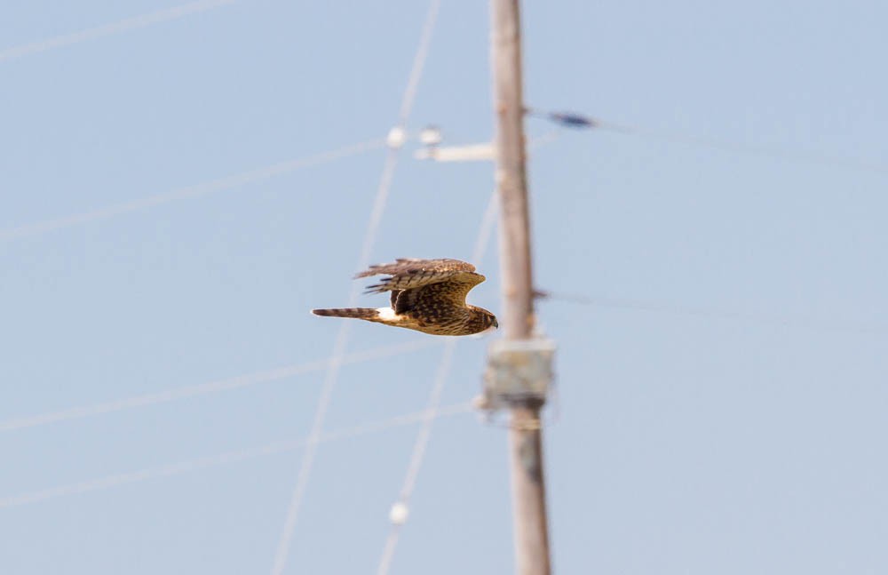 Northern Harrier - ML124639191