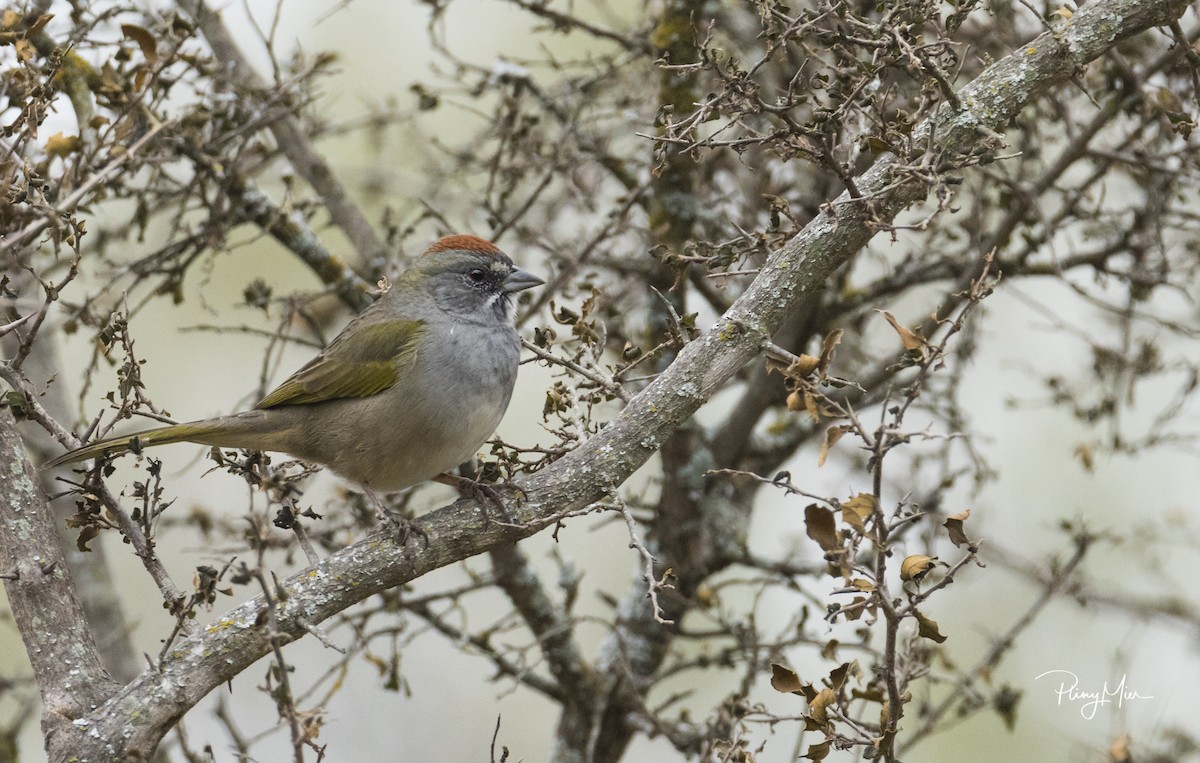 Green-tailed Towhee - ML124644371