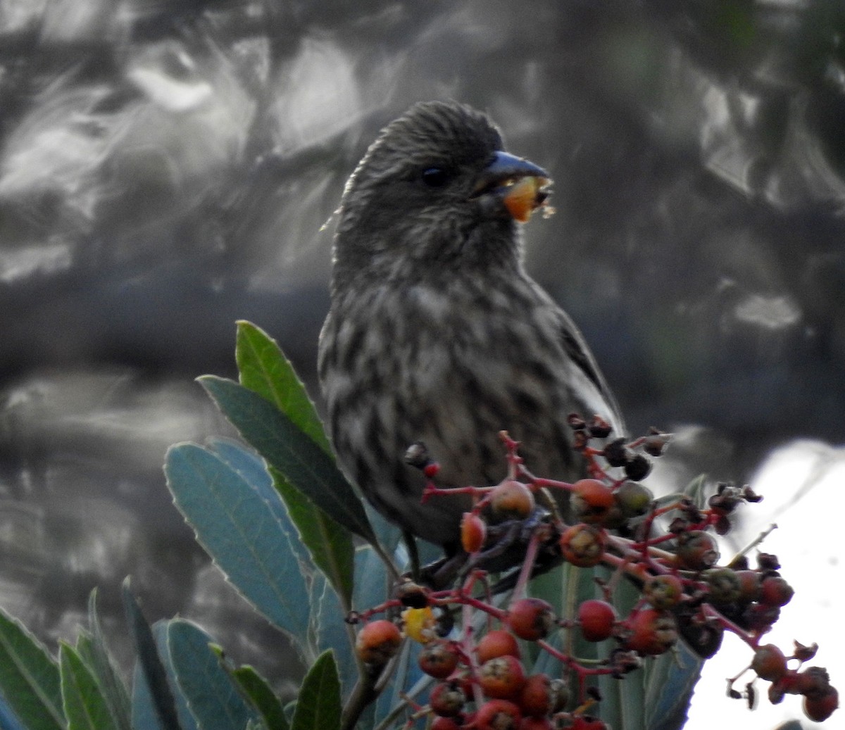 Purple Finch (Western) - ML124644991