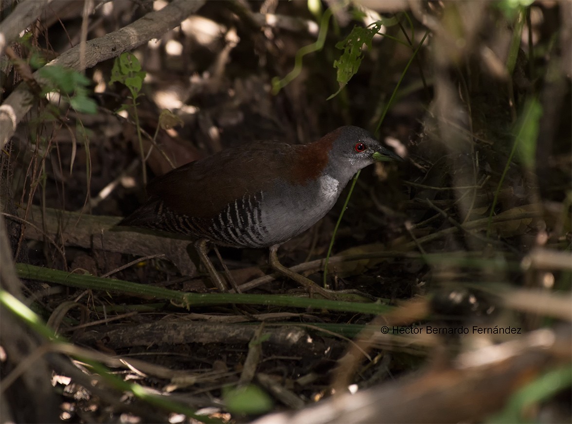 Gray-breasted Crake - ML124646811