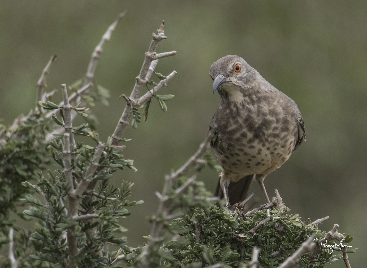 Curve-billed Thrasher - ML124646971