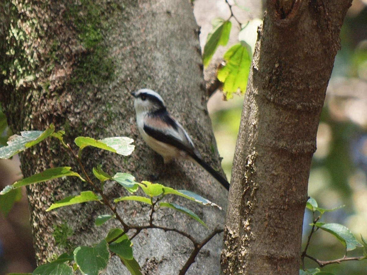 Long-tailed Tit - ML124647421