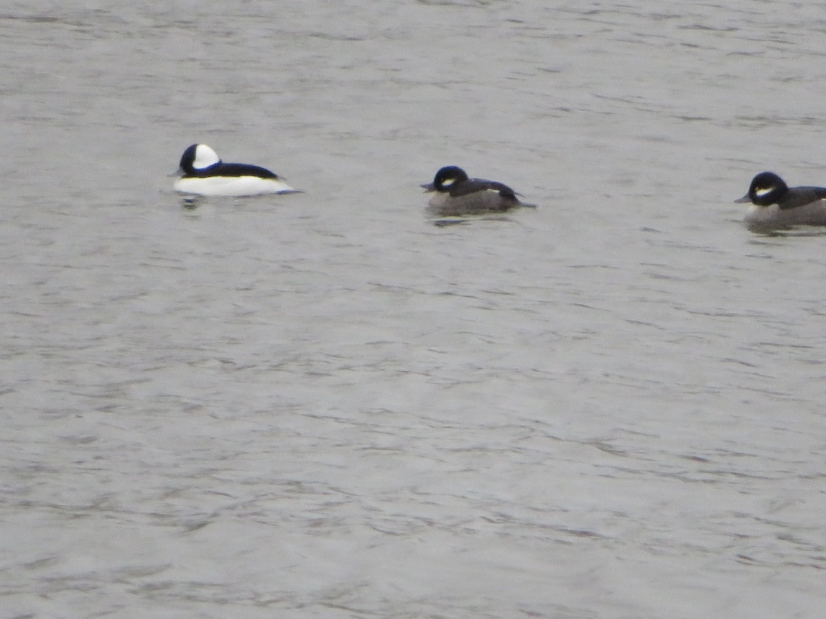 Bufflehead - ML124648221