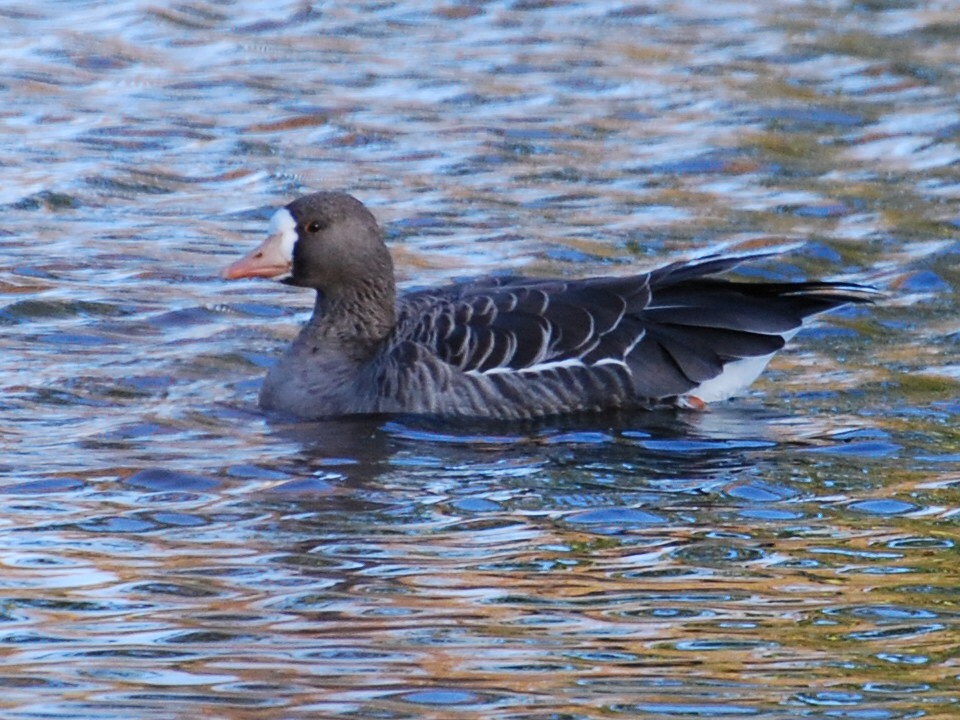 Greater White-fronted Goose - ML124648421
