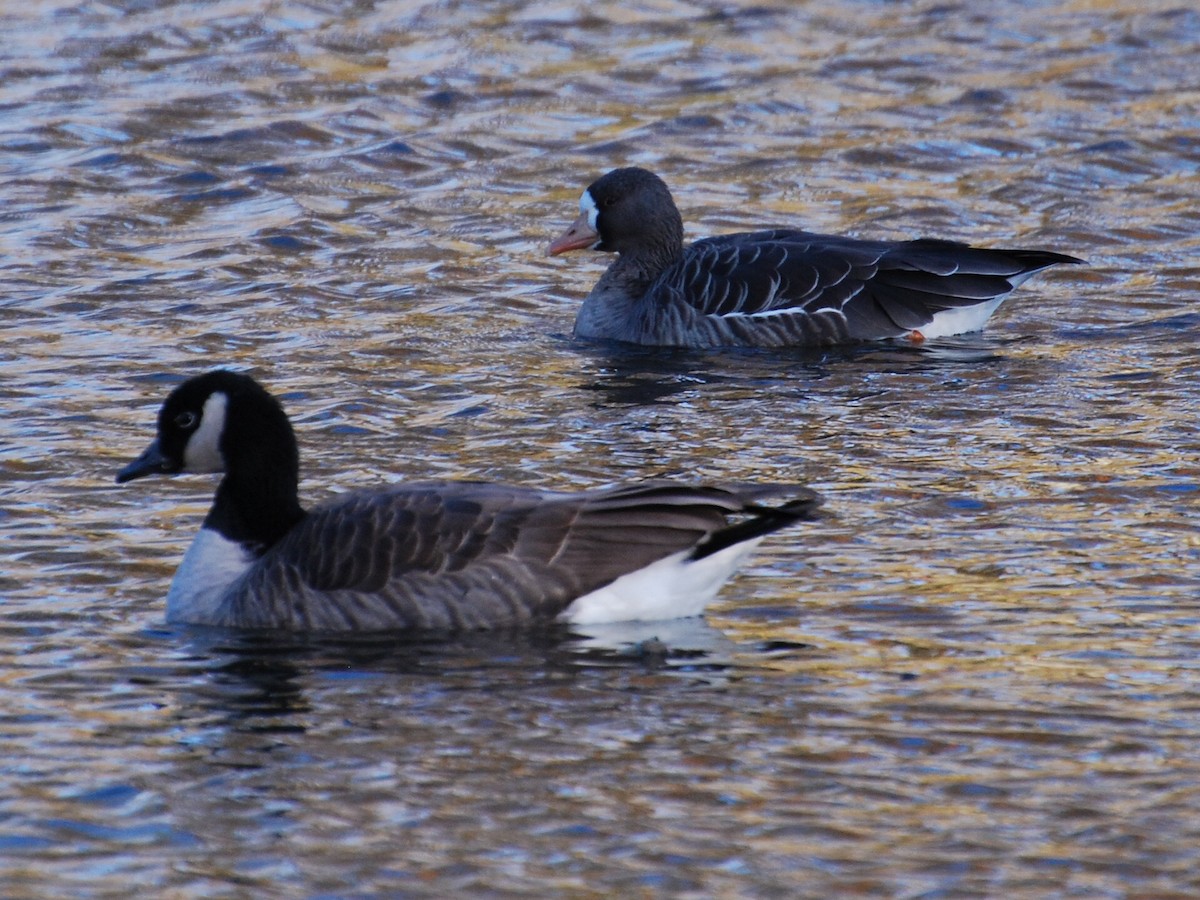 Greater White-fronted Goose - ML124648451