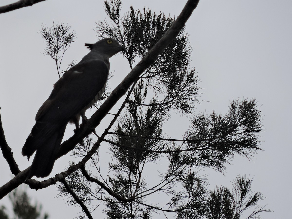 Pacific Baza - ML124650971