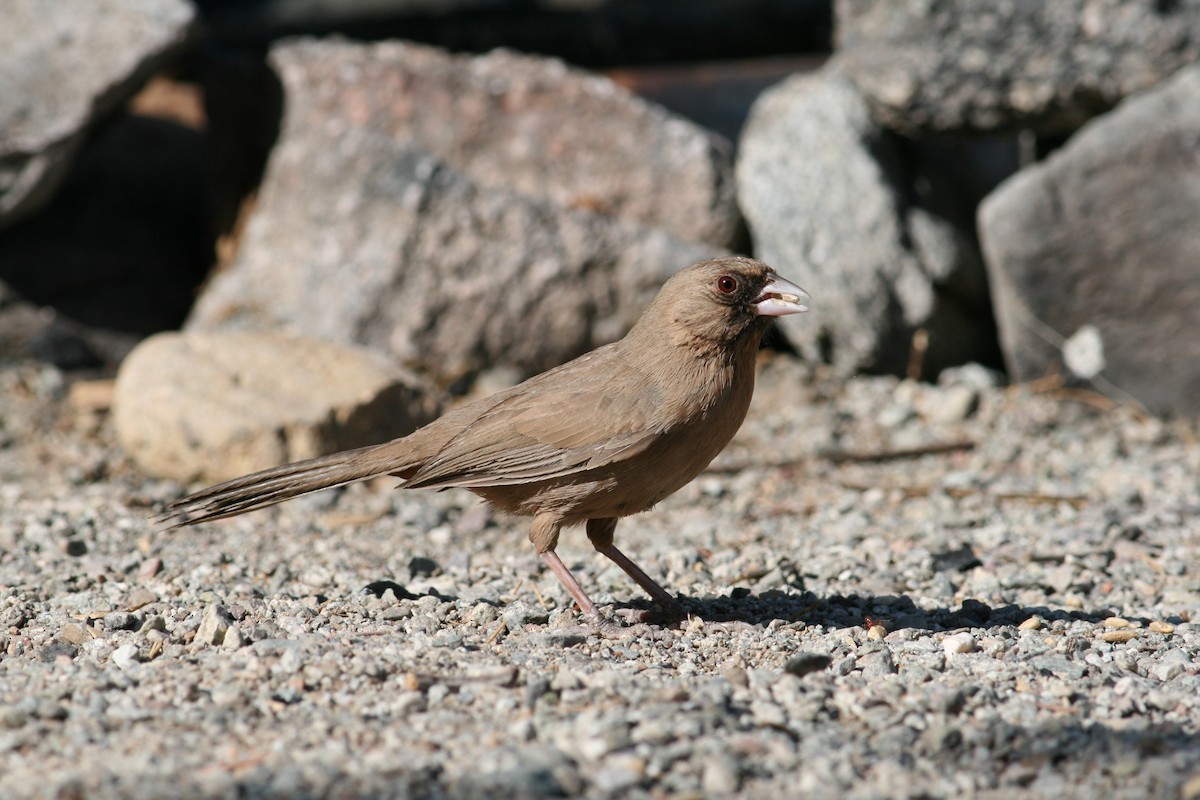 Abert's Towhee - ML124654681