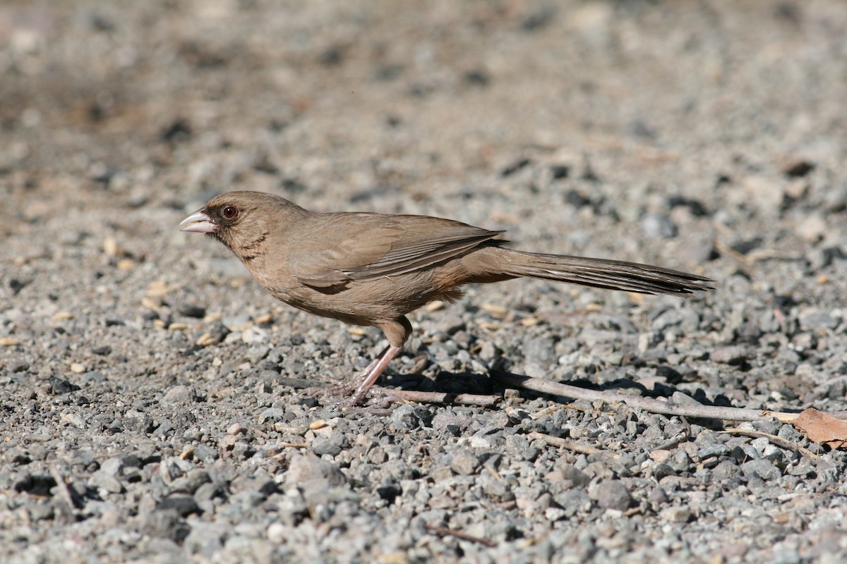 Abert's Towhee - ML124654691