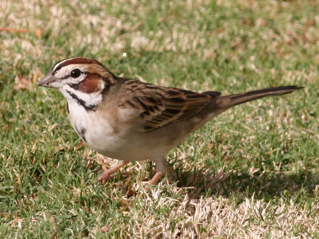 Bruant à joues marron - ML124655691