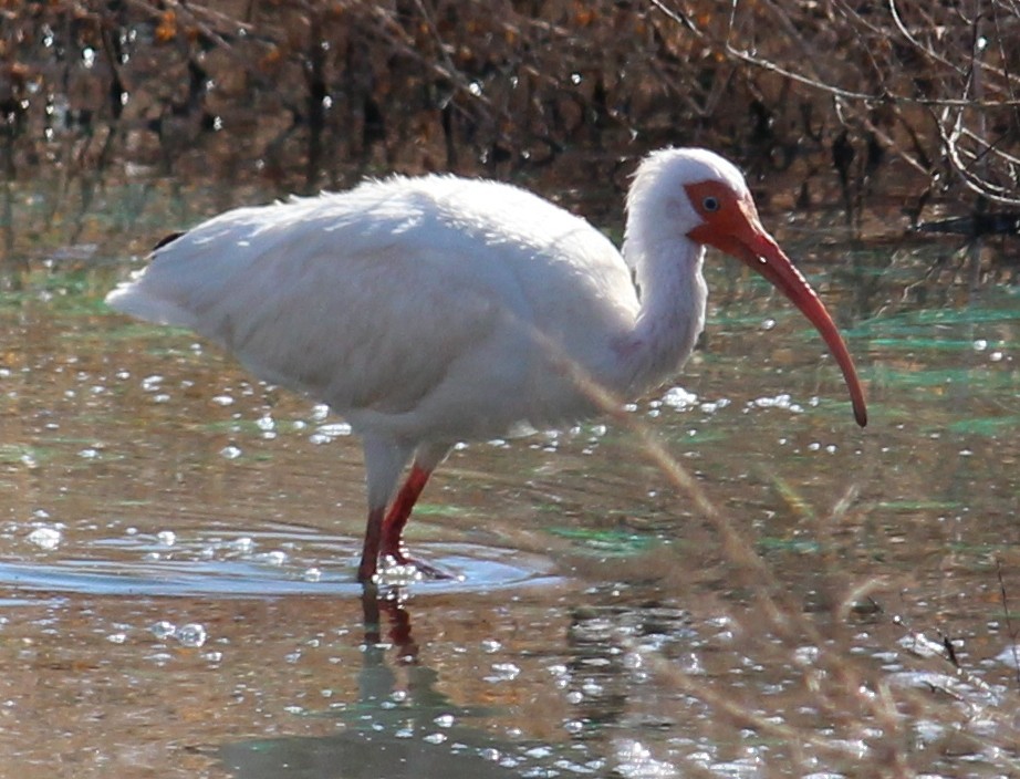 ibis bílý - ML124656921