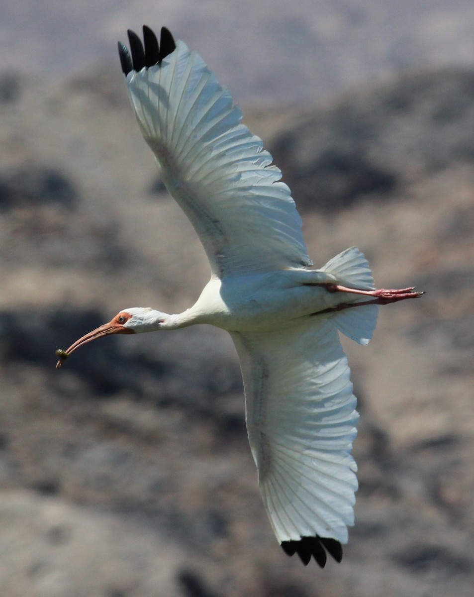 ibis bílý - ML124656951