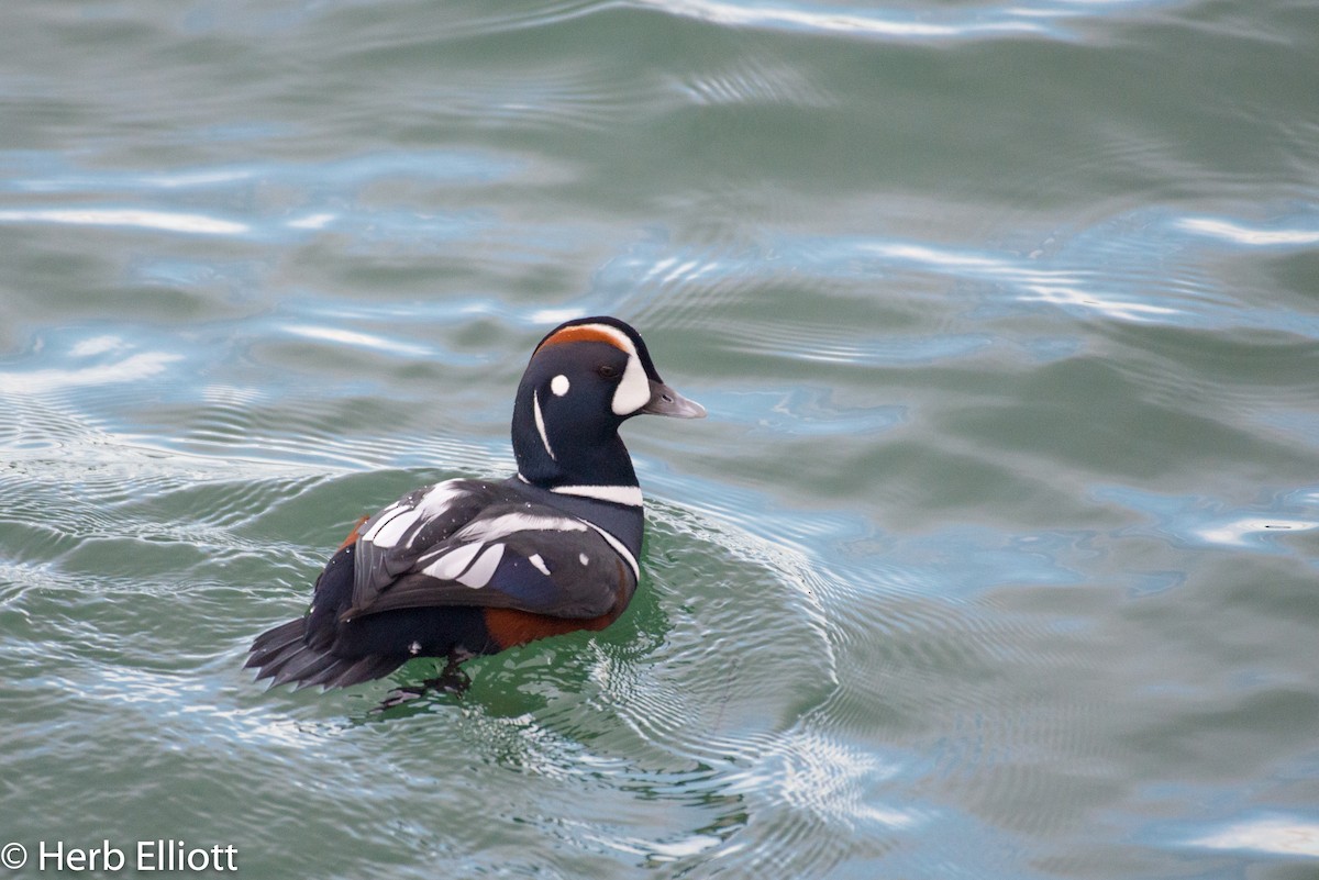 Harlequin Duck - Herb Elliott
