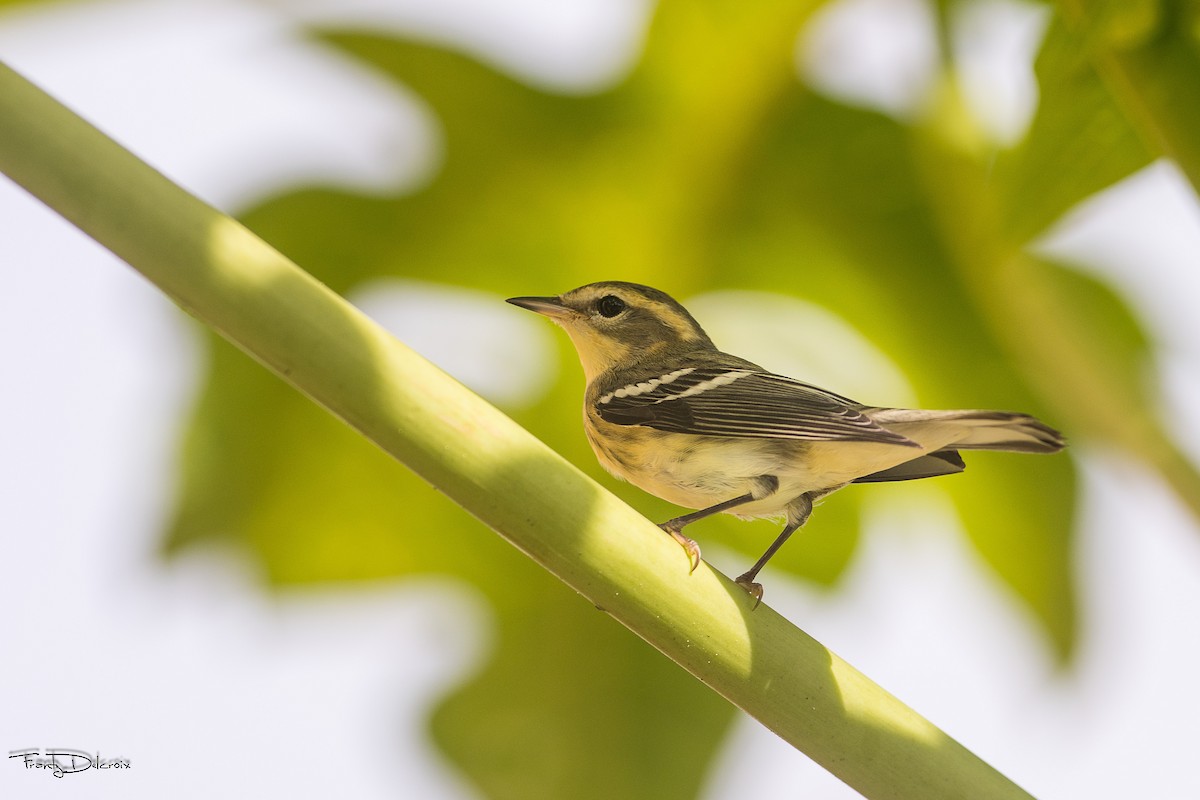 Blackburnian Warbler - Frantz Delcroix (Duzont)