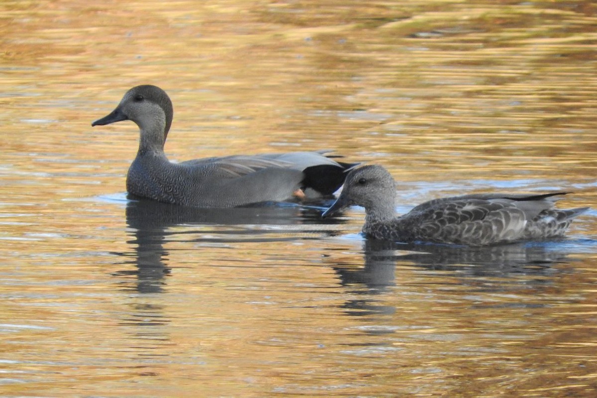 Gadwall - ML124658501