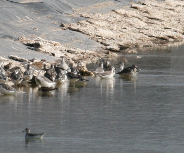 Bindenstrandläufer - ML124659161