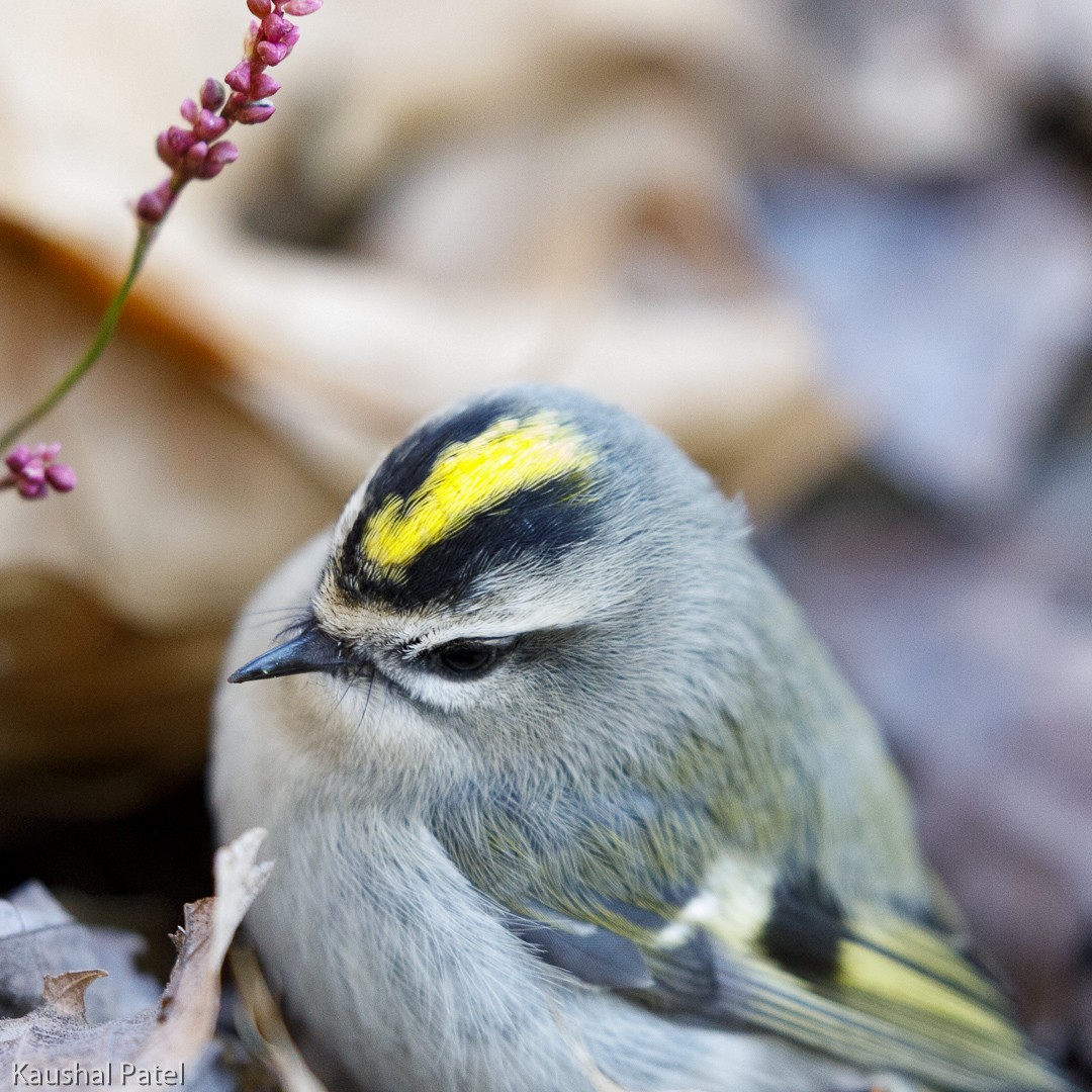 Roitelet à couronne dorée - ML124659591