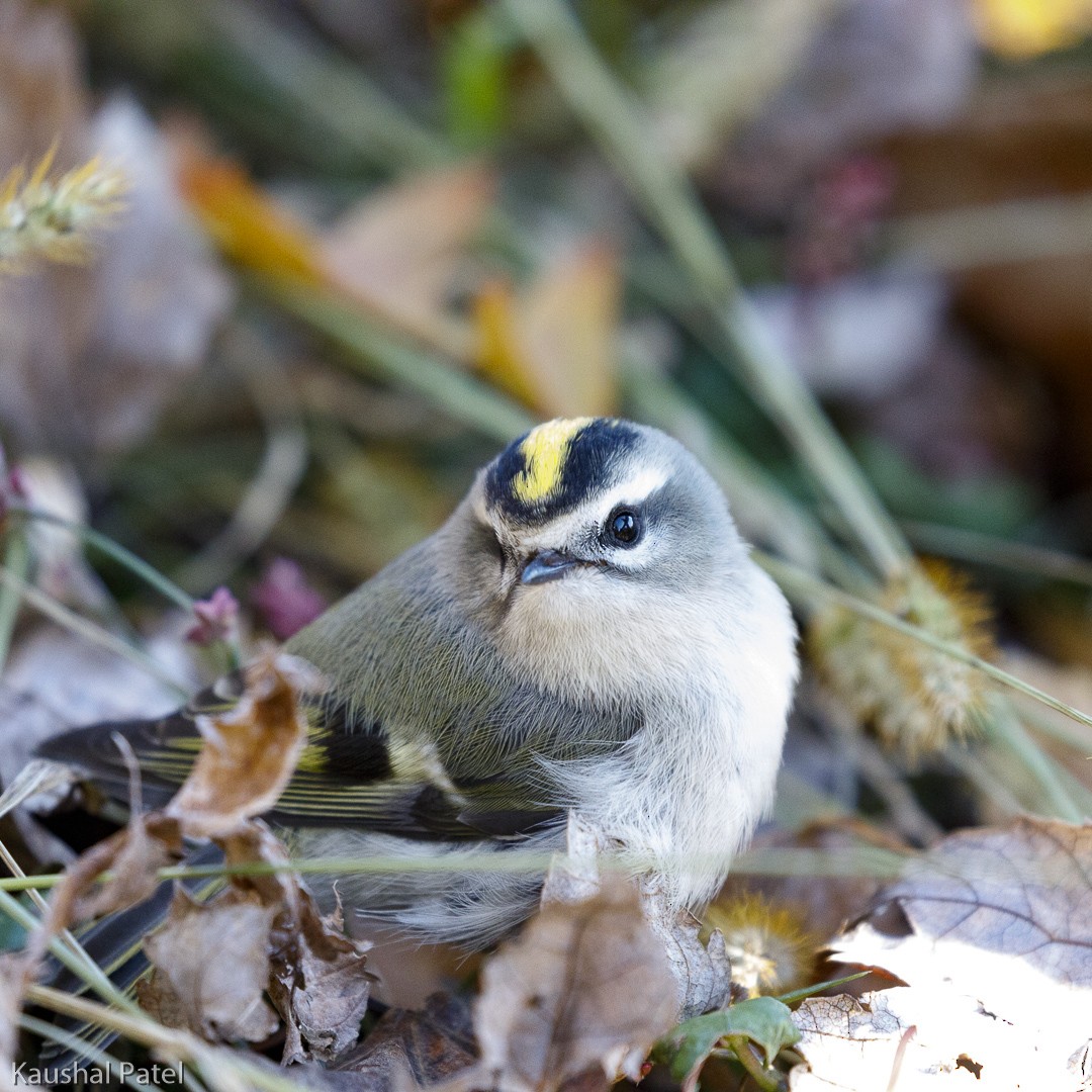 Golden-crowned Kinglet - ML124659601