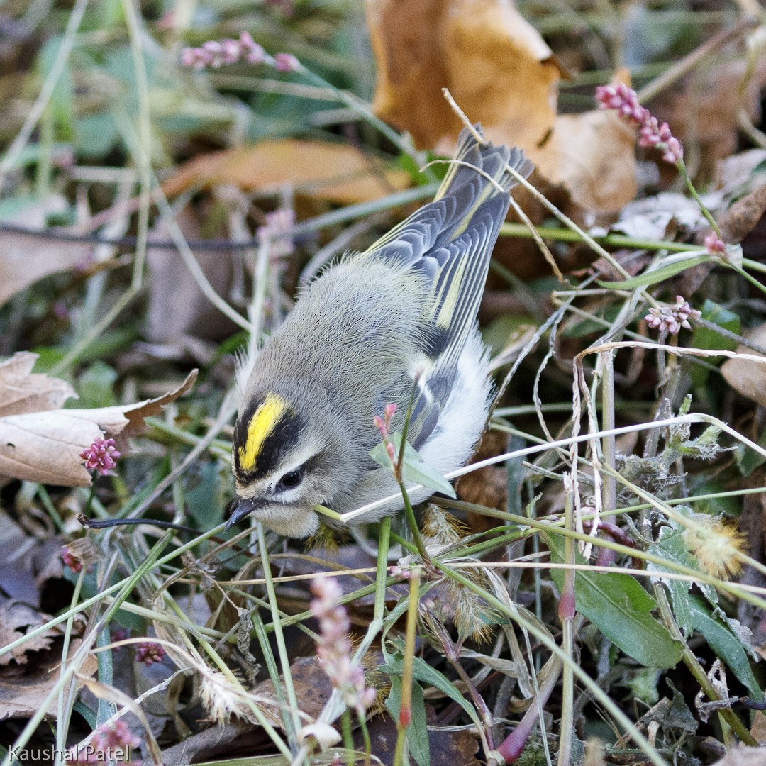 Golden-crowned Kinglet - ML124659611