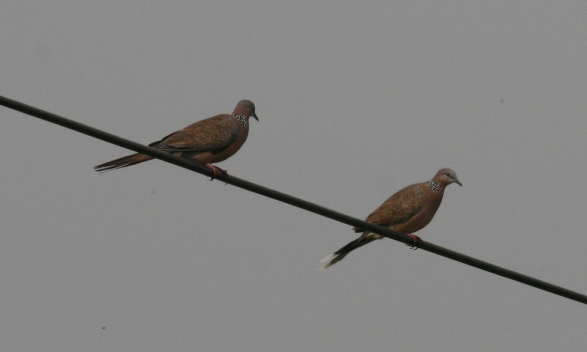Spotted Dove - ML124659921