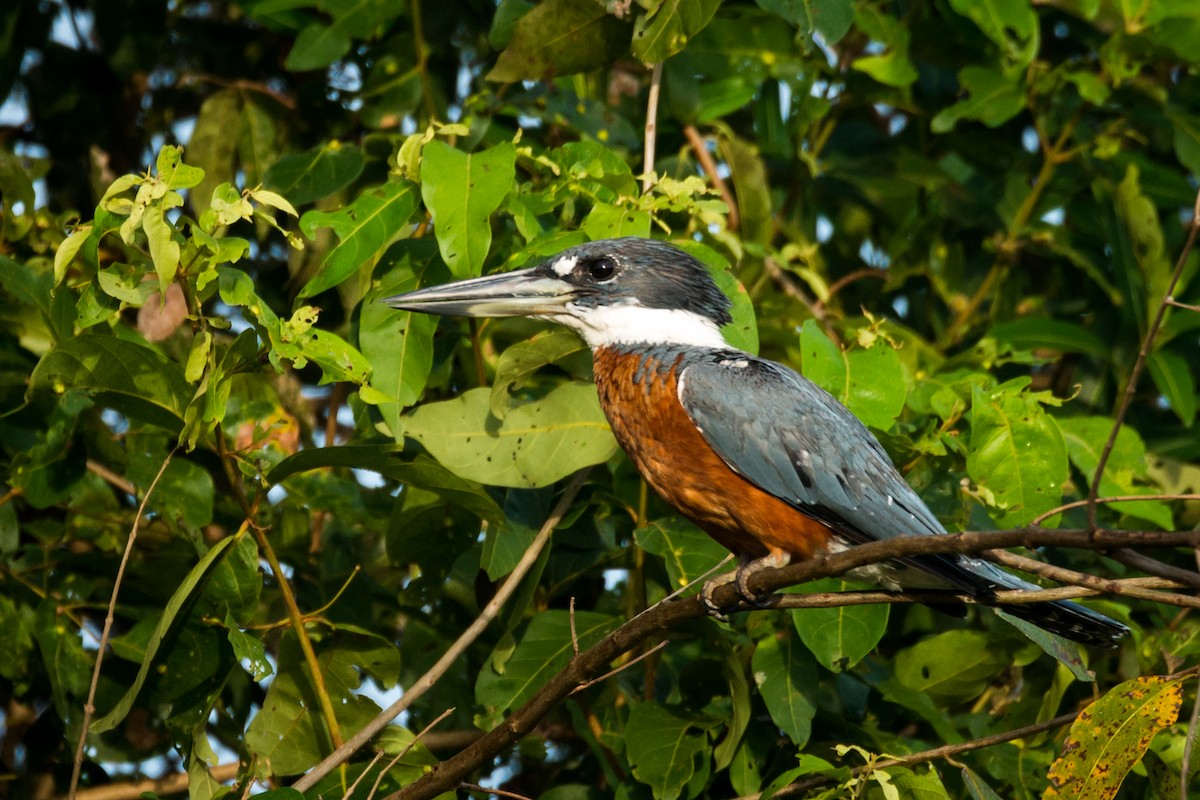 Ringed Kingfisher - ML124660511