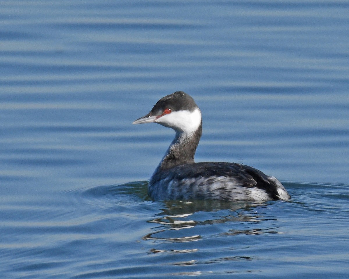 Horned Grebe - Sherman Barr